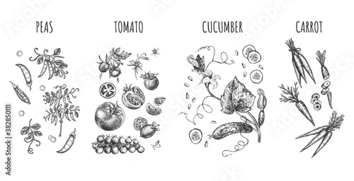 farmers vegetables set