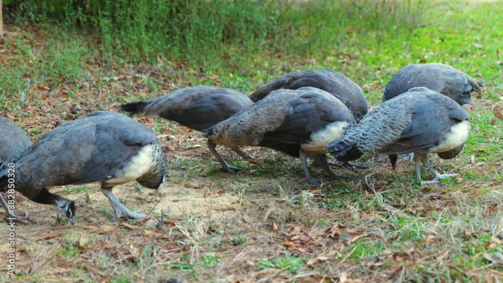 Close-up, a pride of peachicks feeds at a farm, North Carolina, USA Close-up, a pride of peachicks feeds at a farm, North Carolina, USA