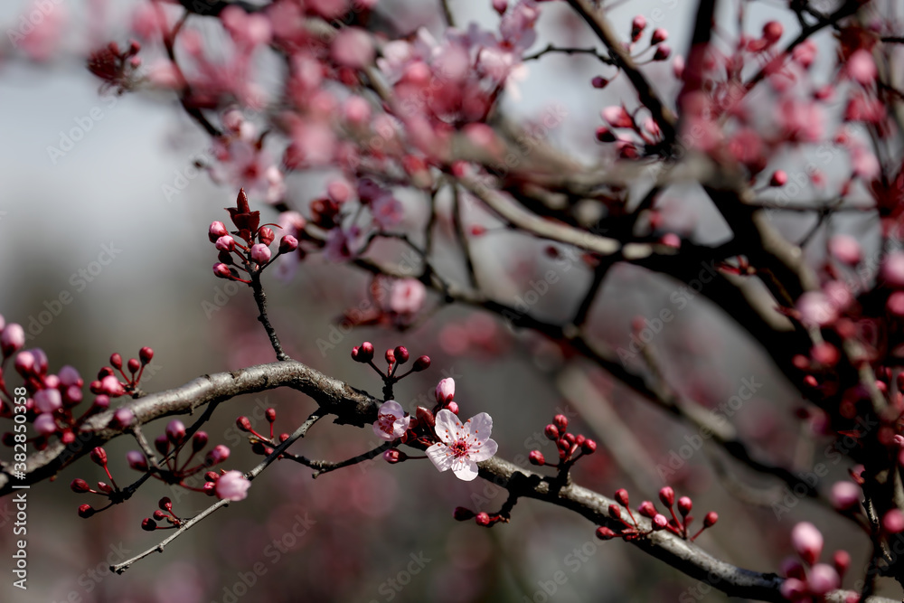 Fruit tree blossoms. Spring beginning background. Bokeh. Fruit tree blossoms. Spring beginning background. Bokeh.