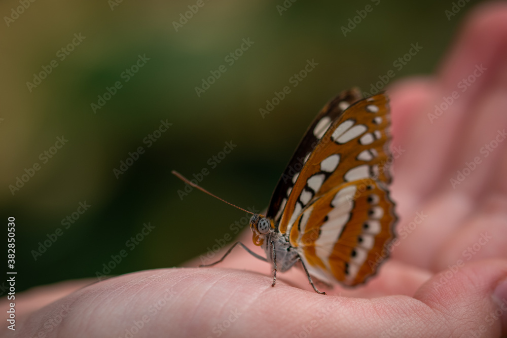 Obraz premium insect macro butterfly closeup wing nature flower green background wildlife