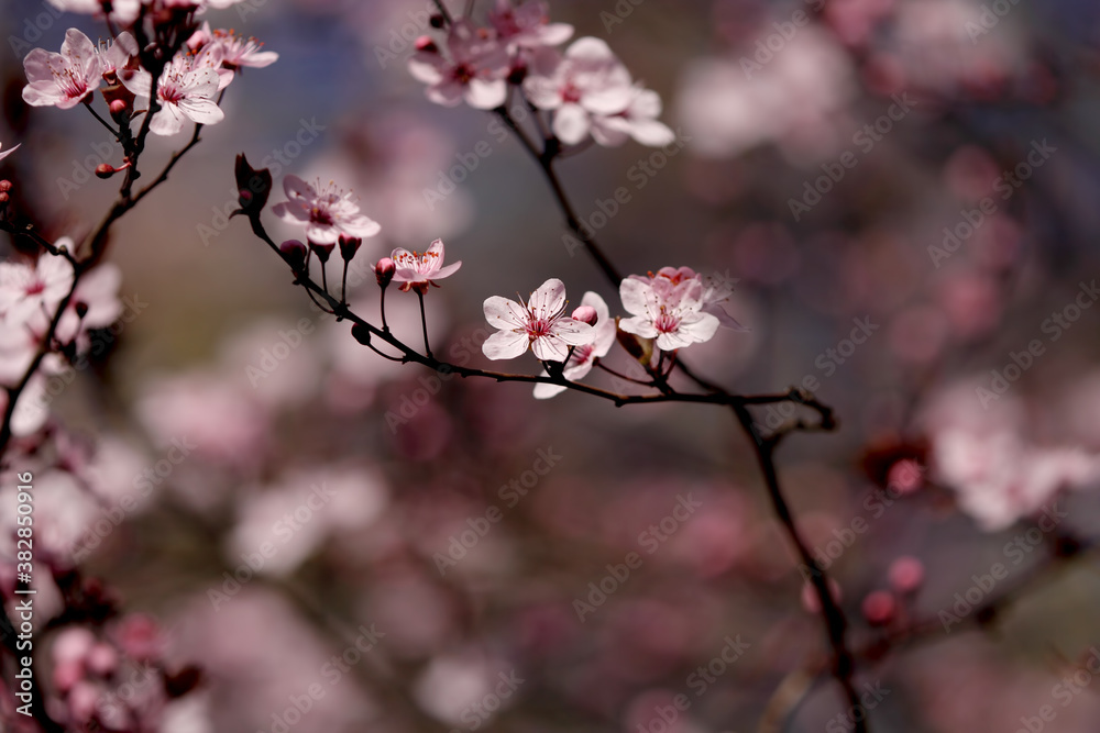 Fruit tree blossoms. Spring beginning background. Bokeh.
