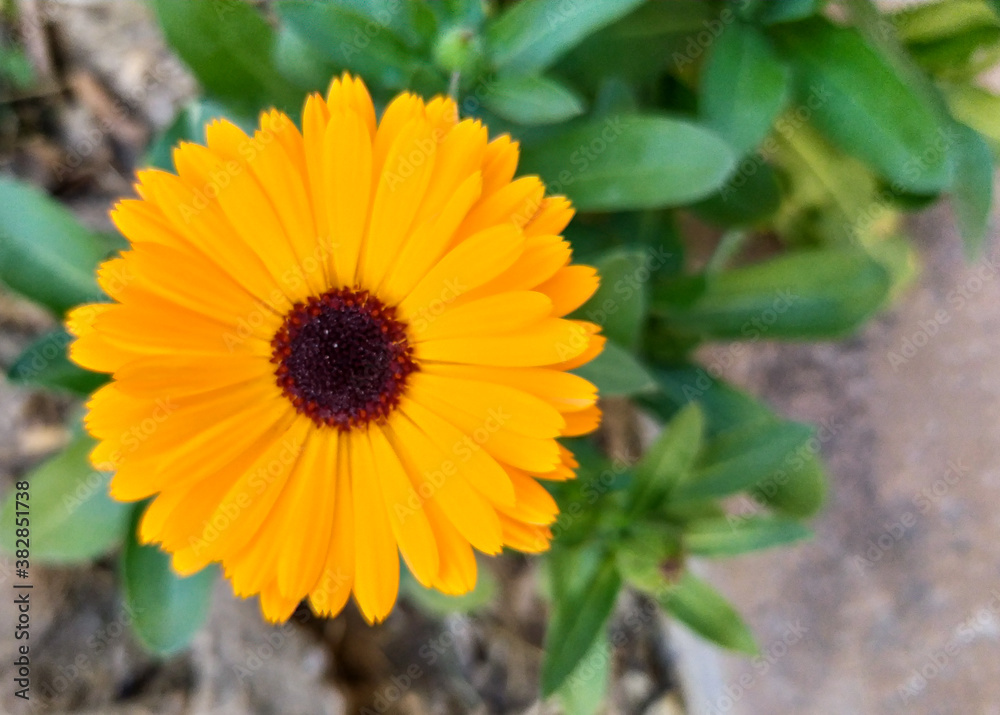 yellow flower in the garden yellow flower in the garden