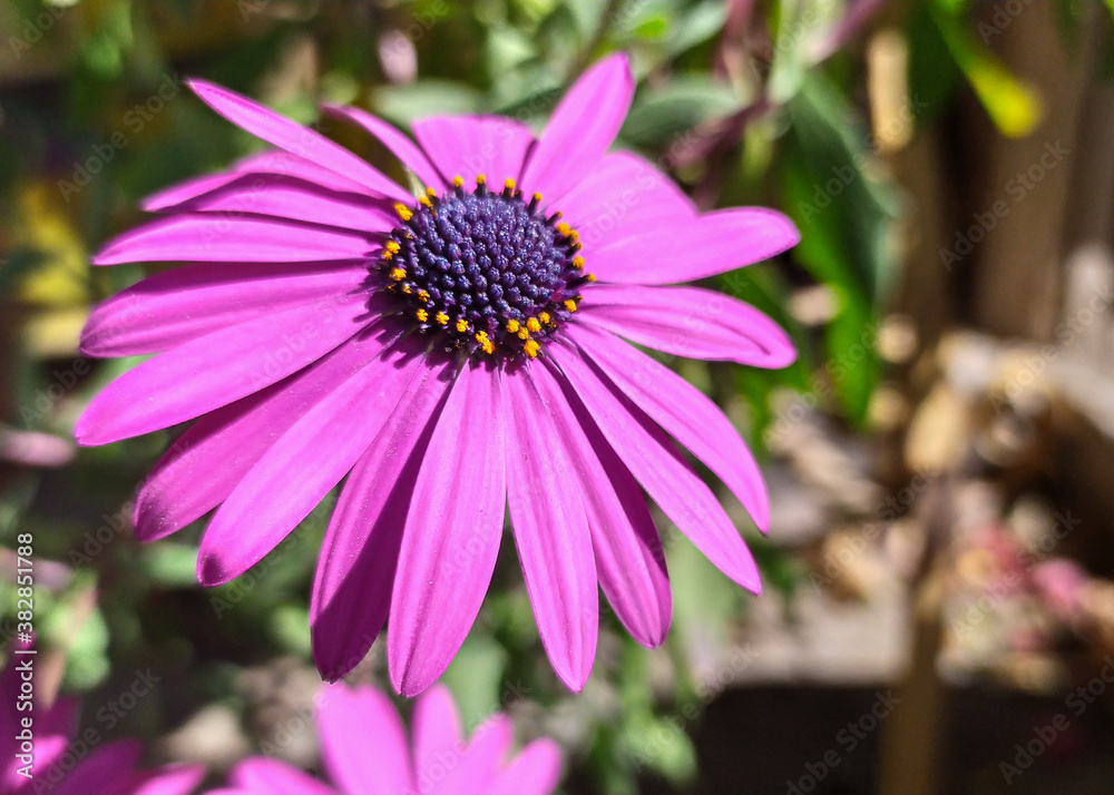 Obraz premium pink flower in the garden
