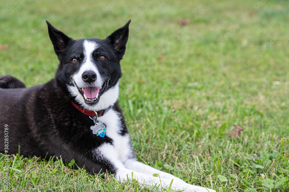 Happy Border Collie in the grass