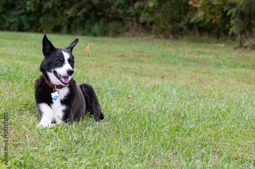 black and white border collie in the grass © Stewie Strout
