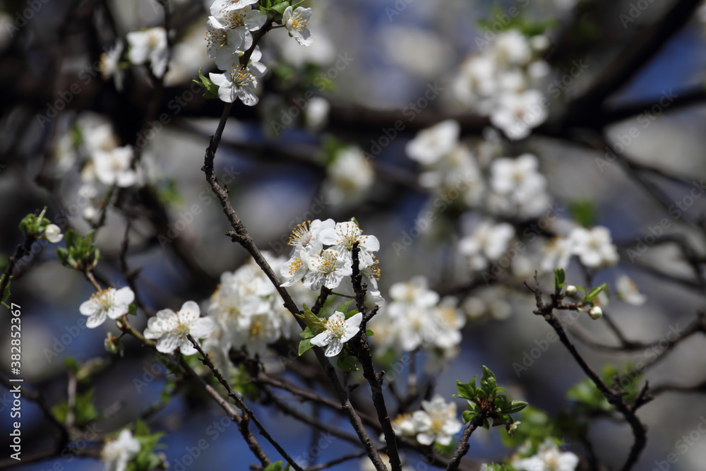 Fruit tree blossoms. Spring beginning background. Bokeh. Fruit tree blossoms. Spring beginning background. Bokeh.