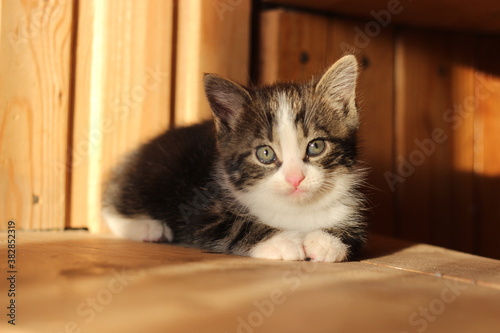kitten lies on the wooden stairs