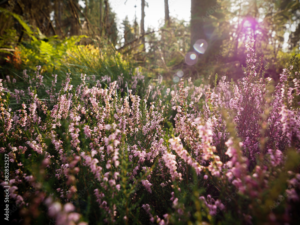 Obraz premium flowers in the forest