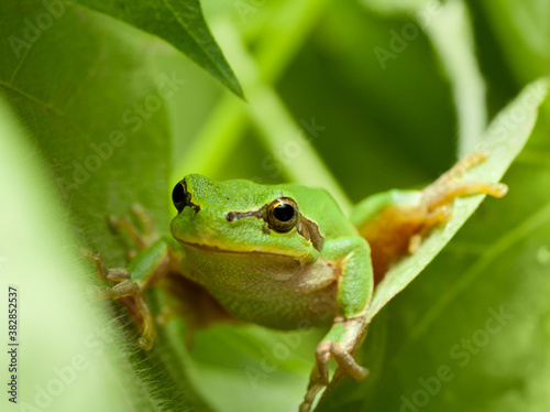 Tree frog funny peek