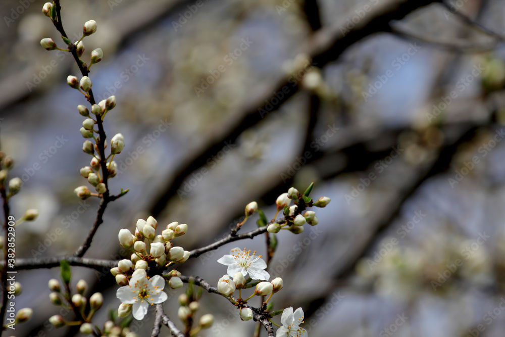 Fruit tree blossoms. Spring beginning background. Bokeh. Fruit tree blossoms. Spring beginning background. Bokeh.