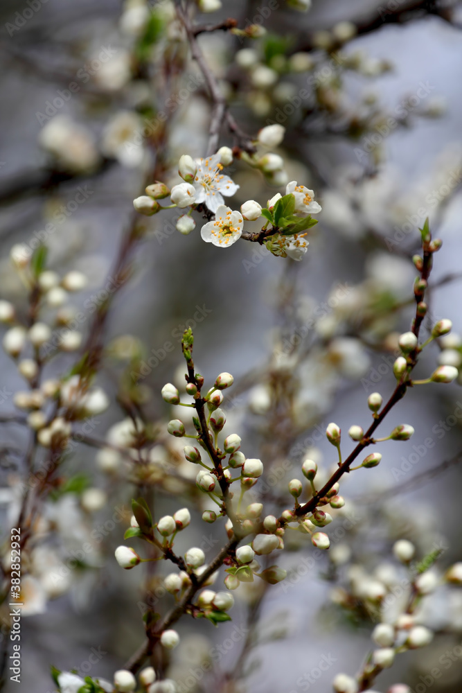 Fruit tree blossoms. Spring beginning background. Bokeh. Fruit tree blossoms. Spring beginning background. Bokeh.