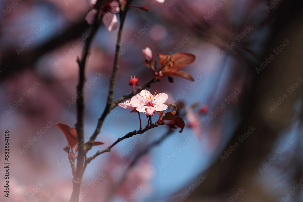 Fruit tree blossoms. Spring beginning background. Bokeh. Fruit tree blossoms. Spring beginning background. Bokeh.