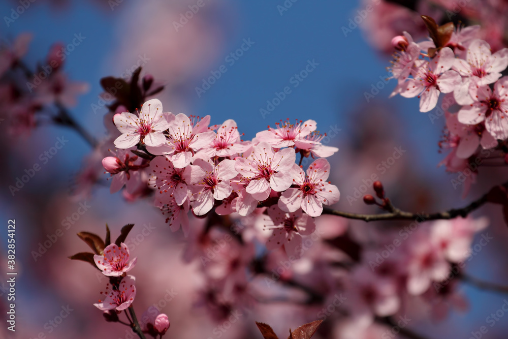 Fruit tree blossoms. Spring beginning background. Bokeh. Fruit tree blossoms. Spring beginning background. Bokeh.