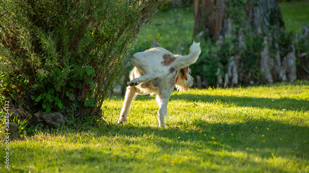 Large white and red dog urinating on a shrub in the park Large white and red dog urinating on a shrub in the park