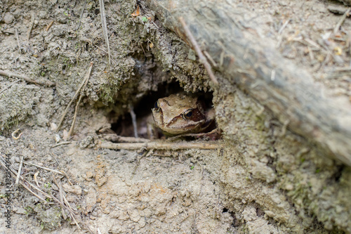 Gray  earthen frog sits in a hole. The amphibian uses mimicry to hide from predators.