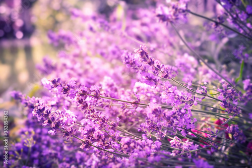 Lavender flowers background