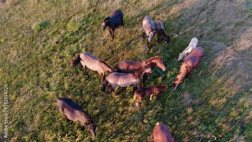 Wild Horses Running. Herd of horses running on the steppes in the background mountain. Sunset.