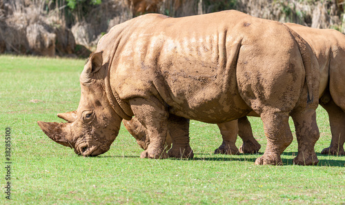 rhino couple eating green grass