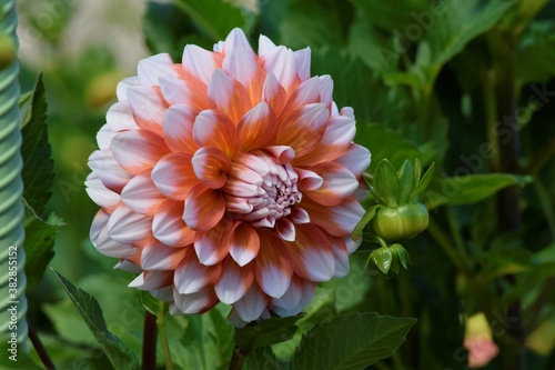 Wallpaper Mural orange dahlia flower Torontodigital.ca