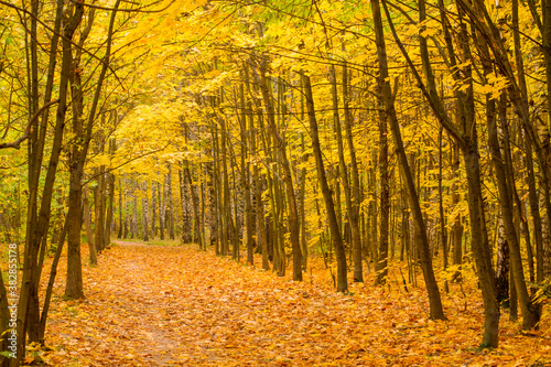 Autumn park. Yellow leaves lie on the path.