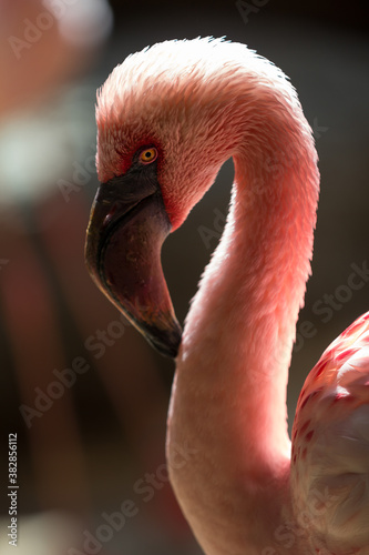 portrait of pink flamingo, closeup