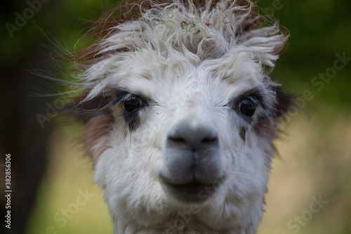 closeup of fluffy alpaca, portrait