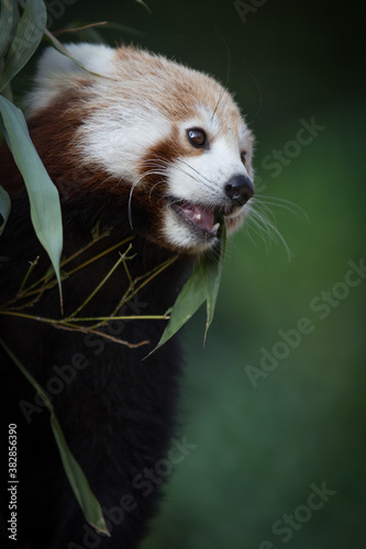 red panda next to bamboo leaves, portrait