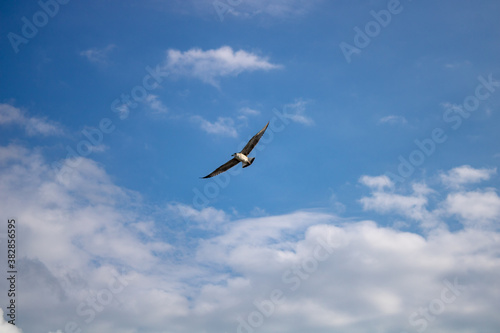 A seagull soaring in the blue sky with floating clouds.