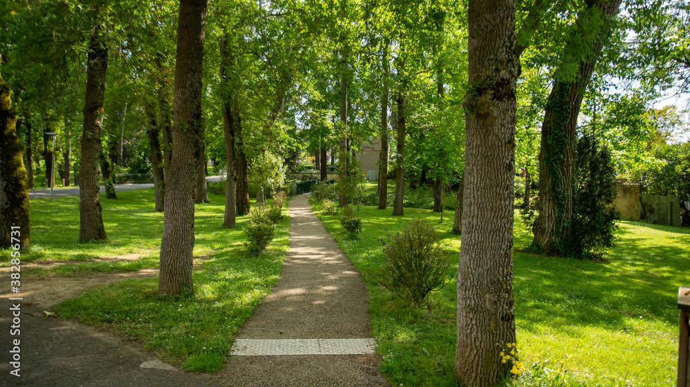 Beautiful little path in the middle of an alley of trees and greenery Beautiful little path in the middle of an alley of trees and greenery