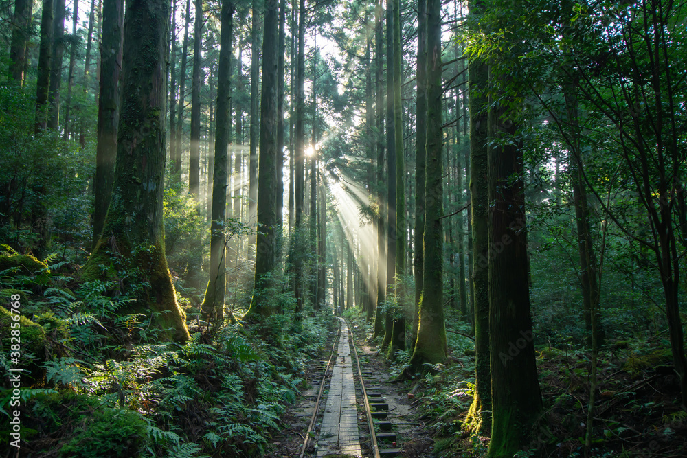 Obraz premium 屋久島のトロッコ道