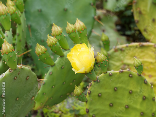 Flat-stemmed spiny cactus Opuntia ficus-indica or Prickly pear with yellow flower © Marc