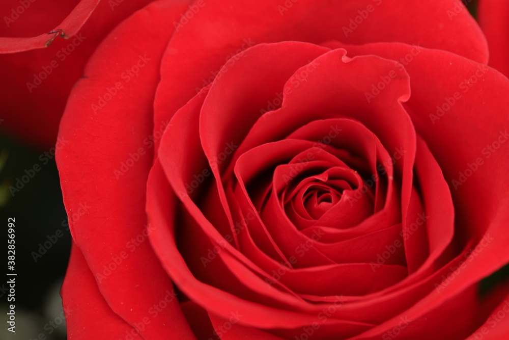 Obraz premium Red Rose Close up