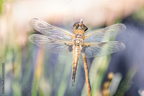 Dragonfly Close-up,Macro 