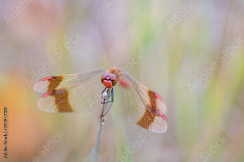 Dragonfly Close-up,Macro  photo