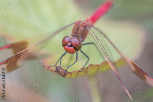 Dragonfly Close-up,Macro  photo