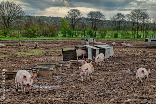 Pig farm free range landscape, Denmark