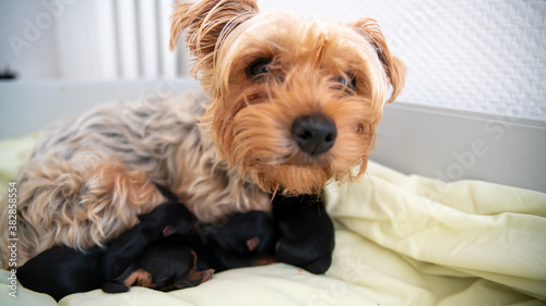 Young black and red puppy, two weeks old, of the Yorkshire terrier, sleeping against its mother  © GlobalMedia