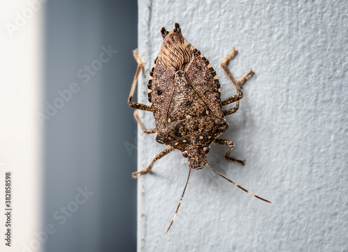 Brown marmorated stink bug (BMSB) on wall, upside down. Found in Vancouver, BC, Canada. It's considered an invasive species, or a pest of foreign origin in North America. Selective focus. photo
