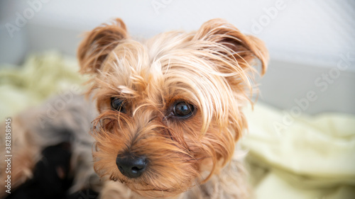Portrait of cute little Yorkshire terrier dog, looking half hidden in its shelter, close-up 