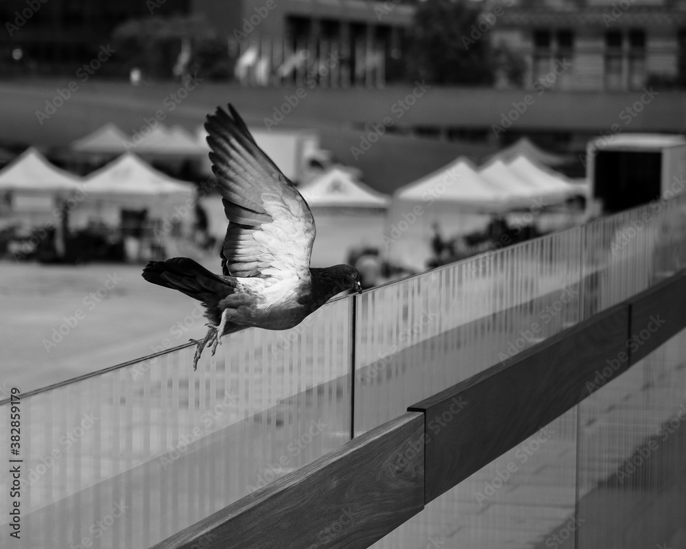 Pigeon dive Stock 写真 Adobe Stock