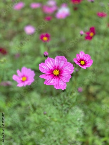 pink cosmos flower