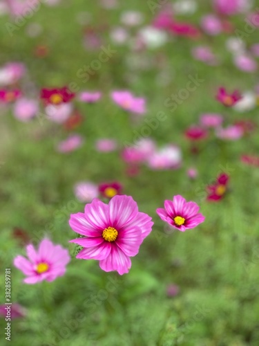 pink cosmos flowers