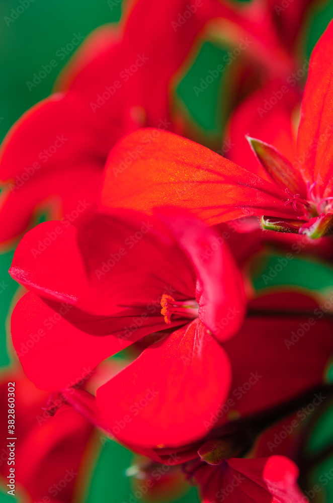 Plant background. Flower background. Bright flowers of garden geranium Plant background. Flower background. Bright flowers of garden geranium