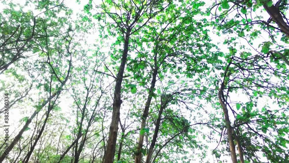 point of view, rotating shot with trees in forest point of view, rotating shot with trees in forest