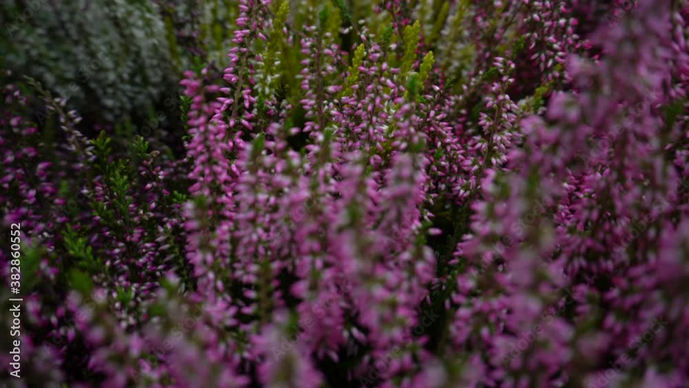 heather plant with flowers of different colors close-up. the frame moves nicely and smoothly. servant slow motion heather plant with flowers of different colors close-up. the frame moves nicely and smoothly. servant slow motion
