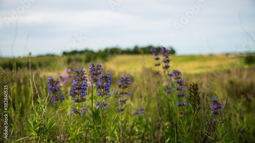 Blue wild sage, in the meadow 