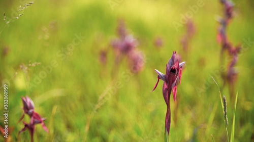 Close-up on a beautiful wild orchid, with purple tones 