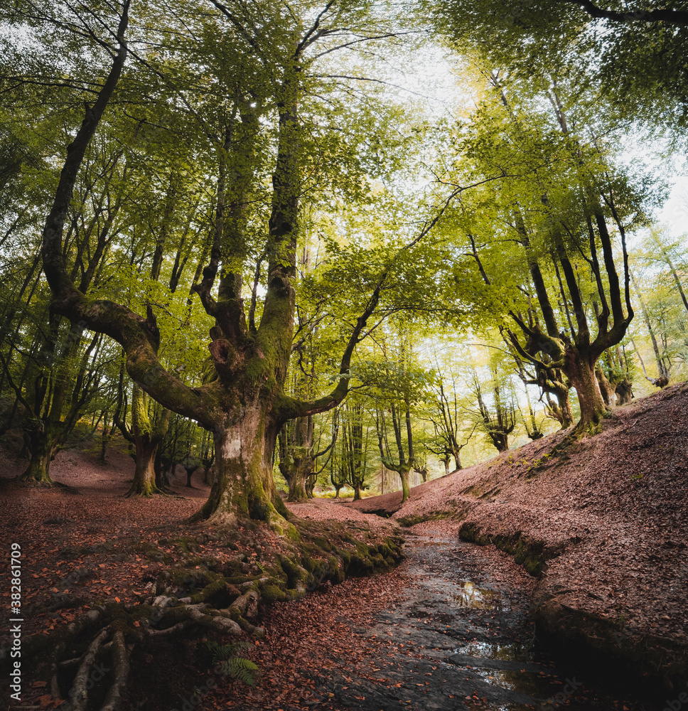 Incredible beech forest in early autumn in the Basque country. Magical and enchanted forest in the Basque Country. Beech forest in northern Spain Otzarreta. Pedestal up camera movement Incredible beech forest in early autumn in the Basque country. Magical and enchanted forest in the Basque Country. Beech forest in northern Spain Otzarreta. Pedestal up camera movement
