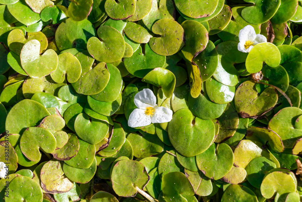 Hydrocharis morsus-ranae, frogbit, is a flowering plant belonging to the genus Hydrocharis in the family Hydrocharitaceae. It is a small floating plant resembling a small water lily. Hydrocharis morsus-ranae, frogbit, is a flowering plant belonging to the genus Hydrocharis in the family Hydrocharitaceae. It is a small floating plant resembling a small water lily.
