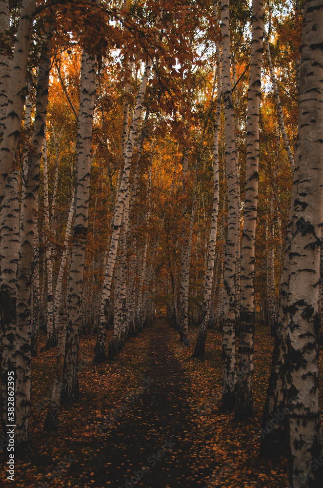 Obraz premium Autumn, park, nature, greenery, background